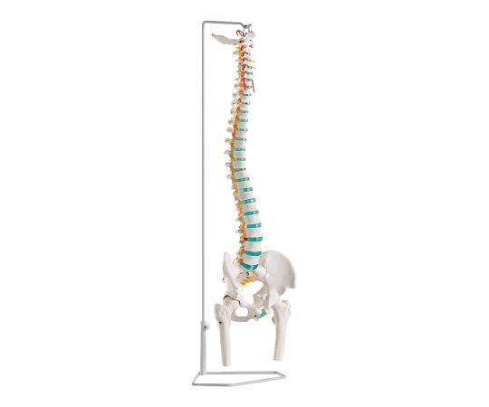 Erler-Zimmer 脊椎可動型モデル 850mmA251 1セット (ご注文単位1セット) 【直送品】