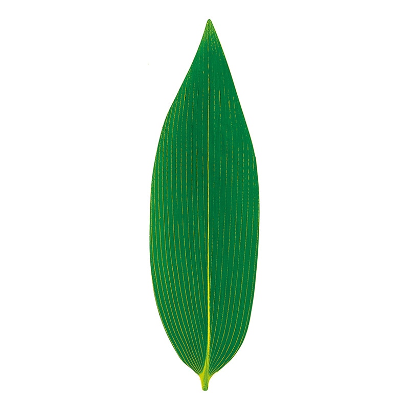 熊笹 S　丸小