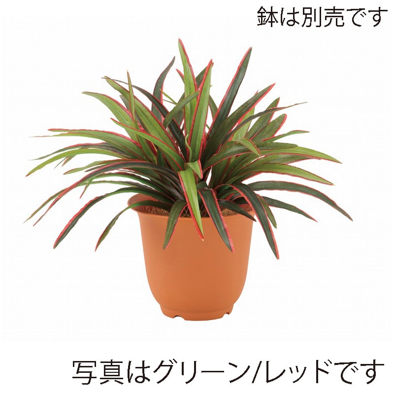 ドガ ミニドラセナブッシュ グリーン/ホワイト LEB-8384 1本(ご注文単位1本)【直送品】